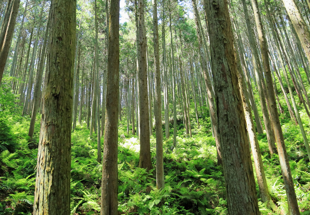 国産材、地域の木材の利用促進