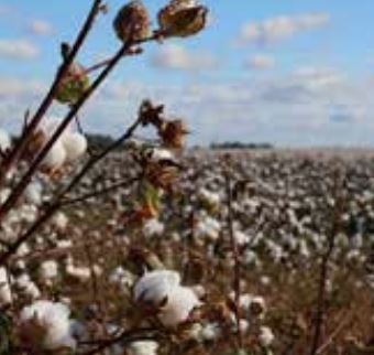 コットンクロス