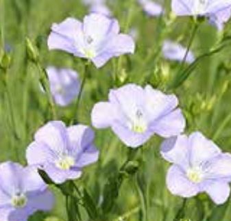 自然塗料「アマニ油」