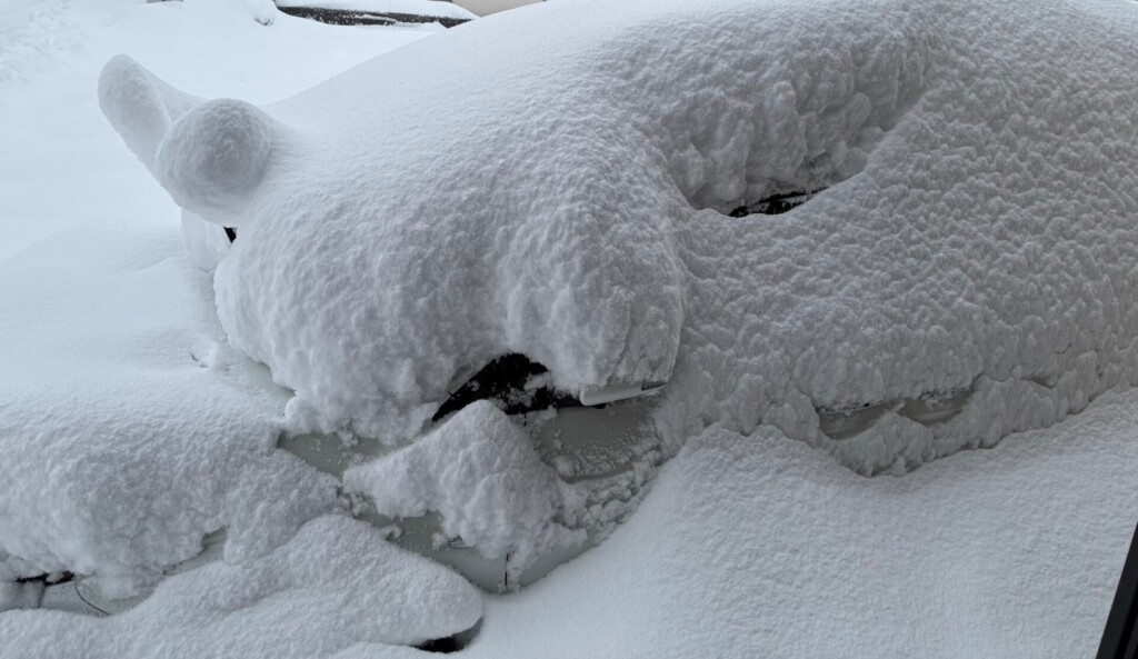 雪の中のカタツムリ