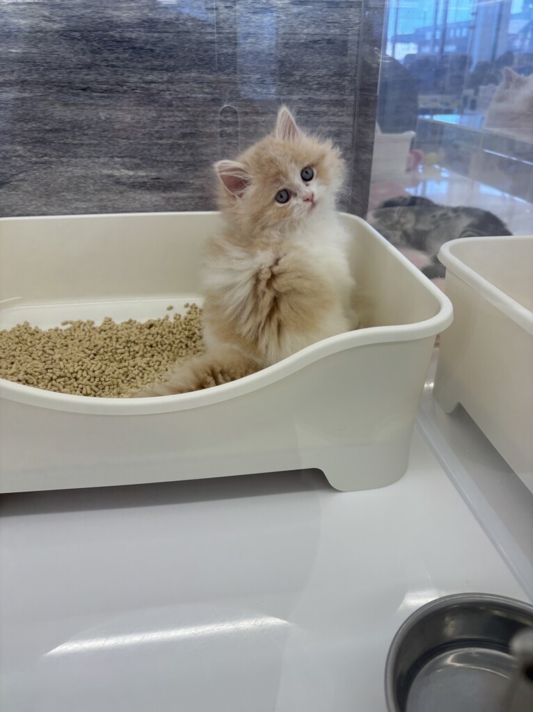 犬派だけど、猫もいいな