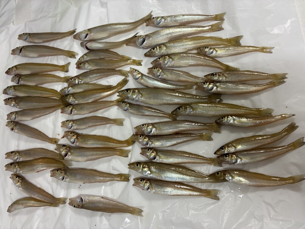 魚釣り