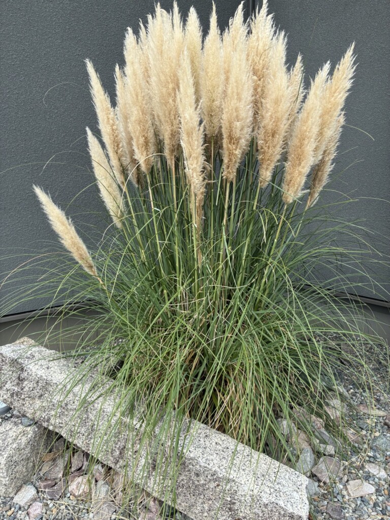 追憶の毛ばたき
